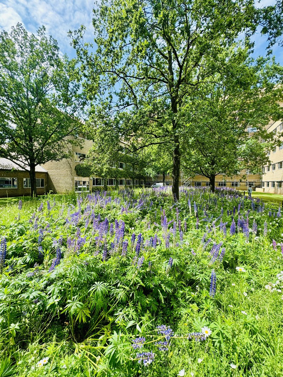 David Olagnier (@dolagnier) on Twitter photo After the rain 🌧️ comes the sun ☀️
<a href="/AarhusUni/">Aarhus Universitet</a> <a href="/CiViA_Aarhus/">Center for Immunology of Viral Infections (CiViA)</a> After the rain 🌧️ comes the sun ☀️
<a href="/AarhusUni/">Aarhus Universitet</a> <a href="/CiViA_Aarhus/">Center for Immunology of Viral Infections (CiViA)</a>