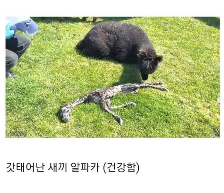 김왈도 (@seaweed_waldo) on Twitter photo 