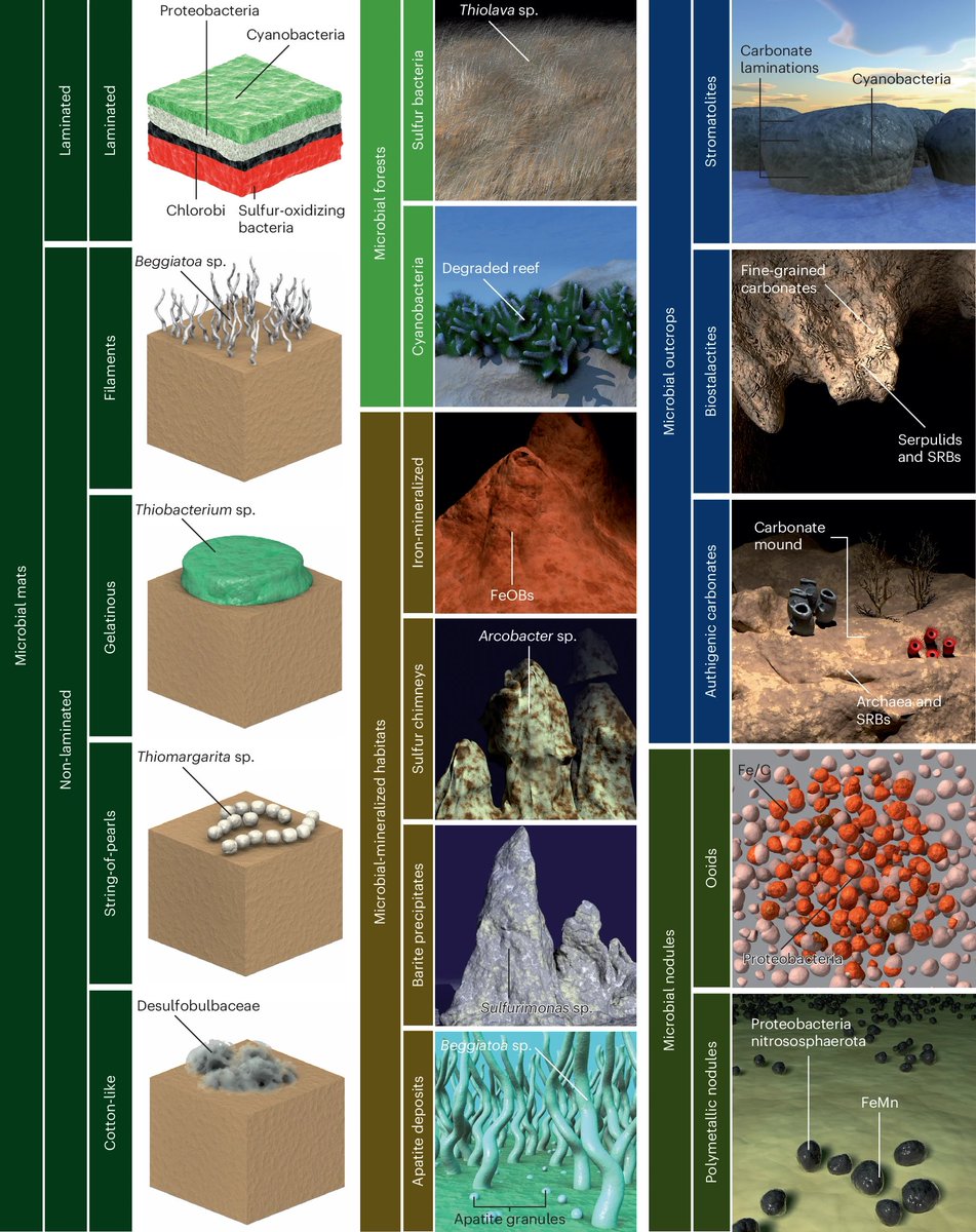 NatureEcoEvo's tweet photo. Microbes as marine habitat formers and ecosystem engineers https://t.co/DWZMcqUNGM https://t.co/iOZLXpH7BI