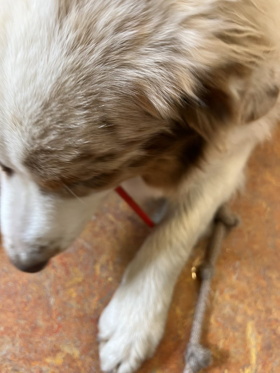 frits wester tweet media