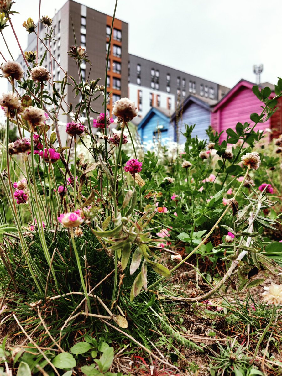 Fran Rolfe (@frolfey) on Twitter photo Happy #WGRD2024 <a href="/RoofGro/">Green Roof Organisation (GRO)</a>. Enjoyed hanging out on the @CoastalHousing roof this week designed by <a href="/ecoschemes/">Gary Grant</a> delivered by <a href="/urbangreeningco/">TUGC</a> supported by <a href="/WelshGovernment/">Welsh Government</a> regeneration funding with early support from <a href="/NatResWales/">Cyfoeth Naturiol Cymru | Natural Resources Wales</a> Happy #WGRD2024 <a href="/RoofGro/">Green Roof Organisation (GRO)</a>. Enjoyed hanging out on the @CoastalHousing roof this week designed by <a href="/ecoschemes/">Gary Grant</a> delivered by <a href="/urbangreeningco/">TUGC</a> supported by <a href="/WelshGovernment/">Welsh Government</a> regeneration funding with early support from <a href="/NatResWales/">Cyfoeth Naturiol Cymru | Natural Resources Wales</a>
