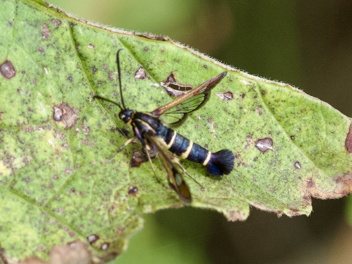 warnerbs's tweet photo. Nieuwe soorten voor mij, vandaag op https://t.co/wmoIQvd0Sm: zwarte-w-vlinder, bessenglasvlinder, zuidelijke schildwants en gewone prachtwapenvlieg #insect #waarneming #natuur #fruittuin #zwolle #dijklanden https://t.co/3qSkEY7ZDa
