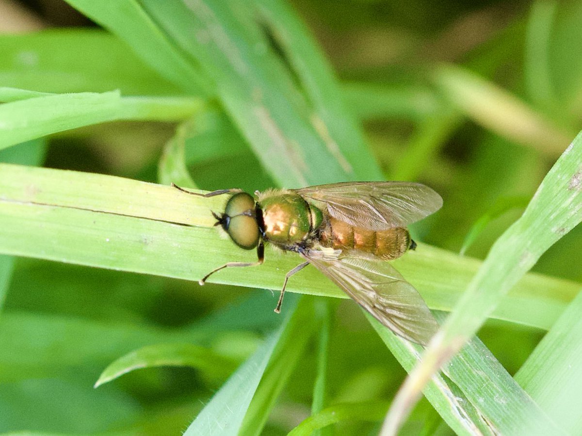 warnerbs's tweet photo. Nieuwe soorten voor mij, vandaag op https://t.co/wmoIQvd0Sm: zwarte-w-vlinder, bessenglasvlinder, zuidelijke schildwants en gewone prachtwapenvlieg #insect #waarneming #natuur #fruittuin #zwolle #dijklanden https://t.co/3qSkEY7ZDa