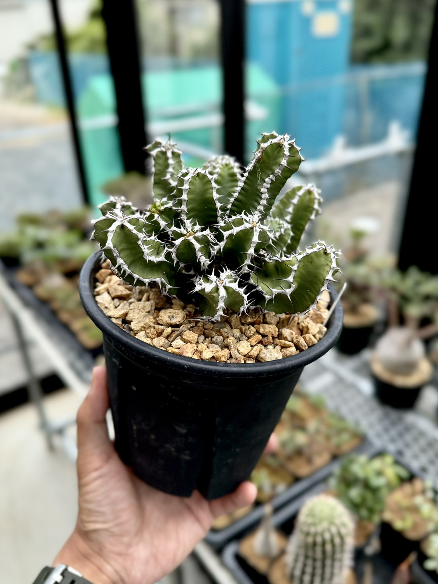 ユーフォルビア ムランジーナ 実生 多肉植物塊根植物 コーデック