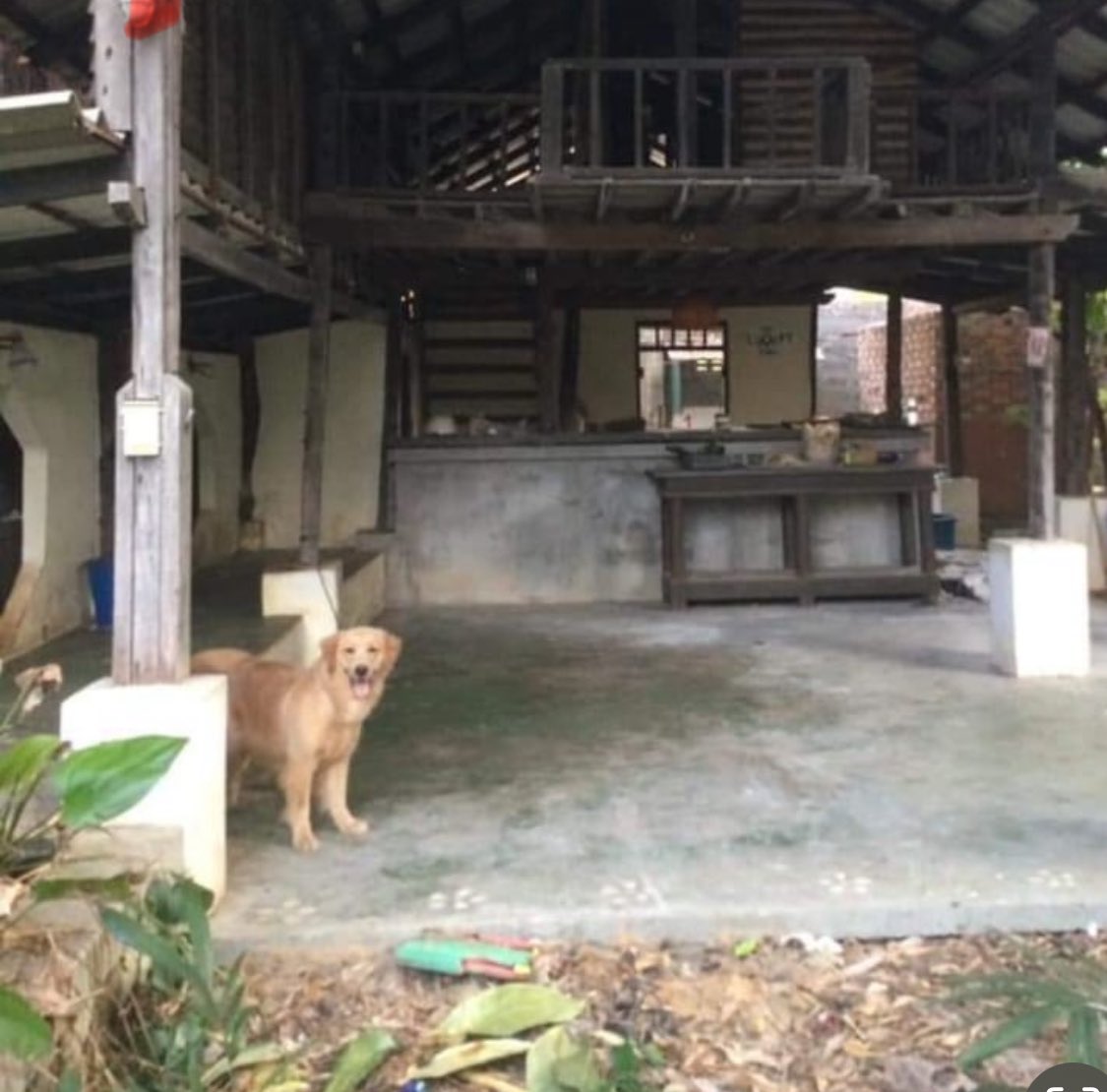 I’ve been trying to rescue this dog for 4 months now. She was chained up alone while pregnant and used for breeding. 

I called her Taylor Swift and this is the story of her rescue with her two beautiful puppies. You can never break the spirit of a dog… (1/8) 🧵