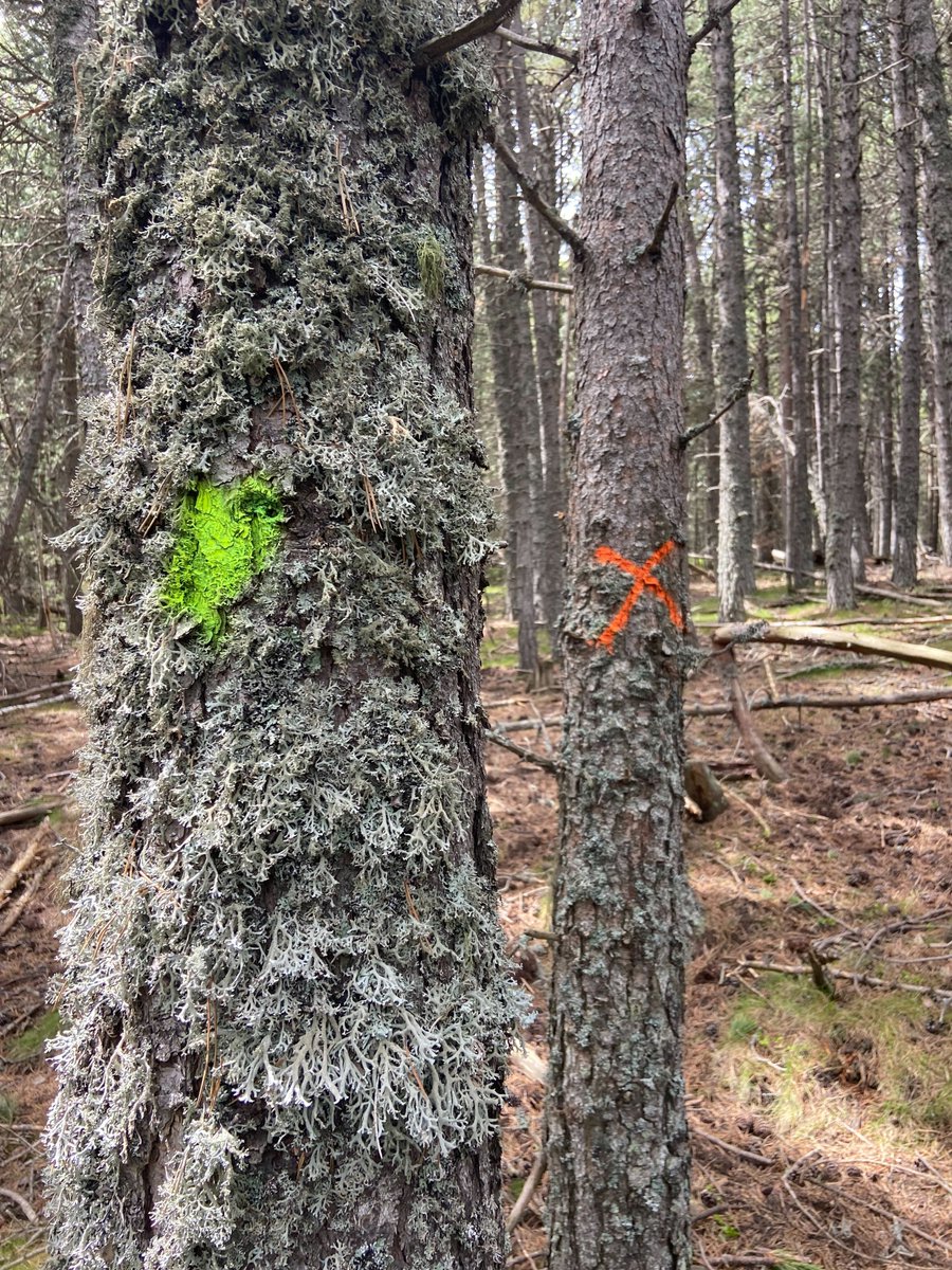 custforest's tweet photo. 🧐Ei! Has notat alguna vegada passejant pel bosc que hi ha arbres que tenen marques de colors com les de les fotos? Tenen un objectiu: https://t.co/1d0eMkhGXe