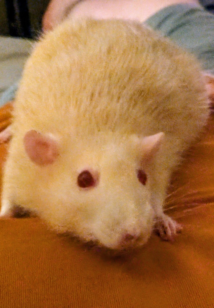 Saffy is showing huge signs of improvement, she's drinking water on her own and whilst not quite at full mobility she is at least moving about, I can't describe how relieved I am 🥹🐀🐀❤️❤️