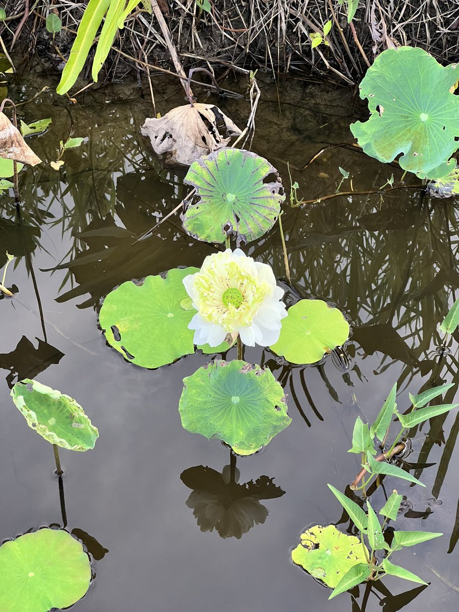 Chandra Intan Hakim tweet media