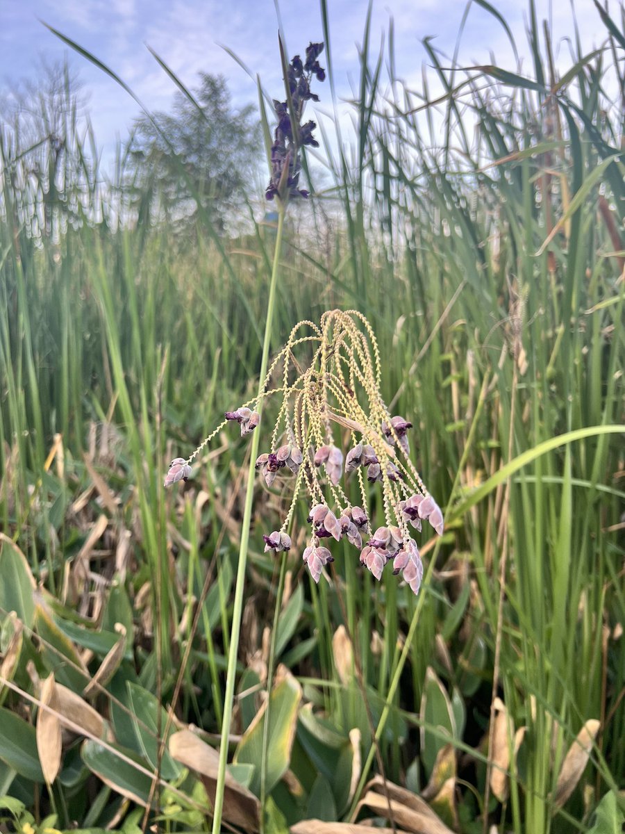 Chandra Intan Hakim tweet media