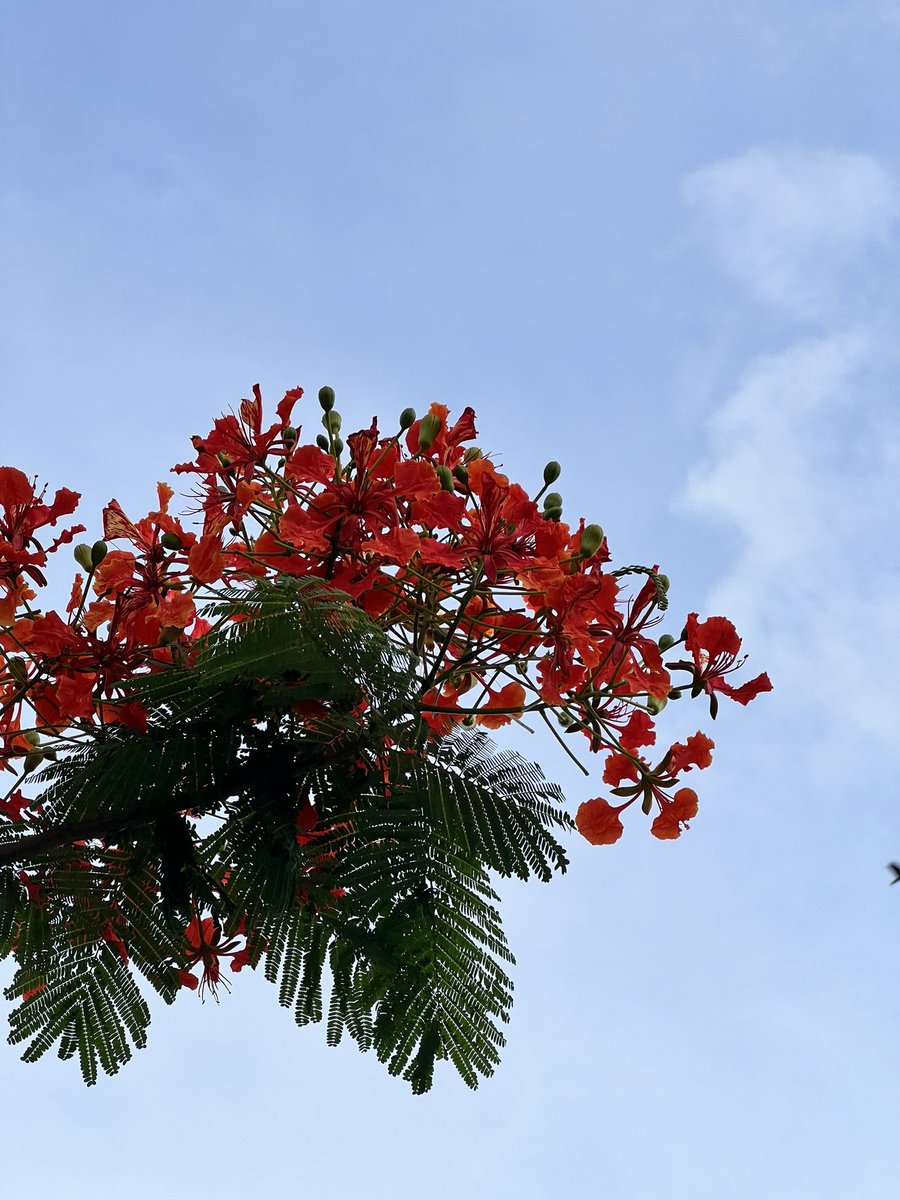 Chandra Intan Hakim tweet media