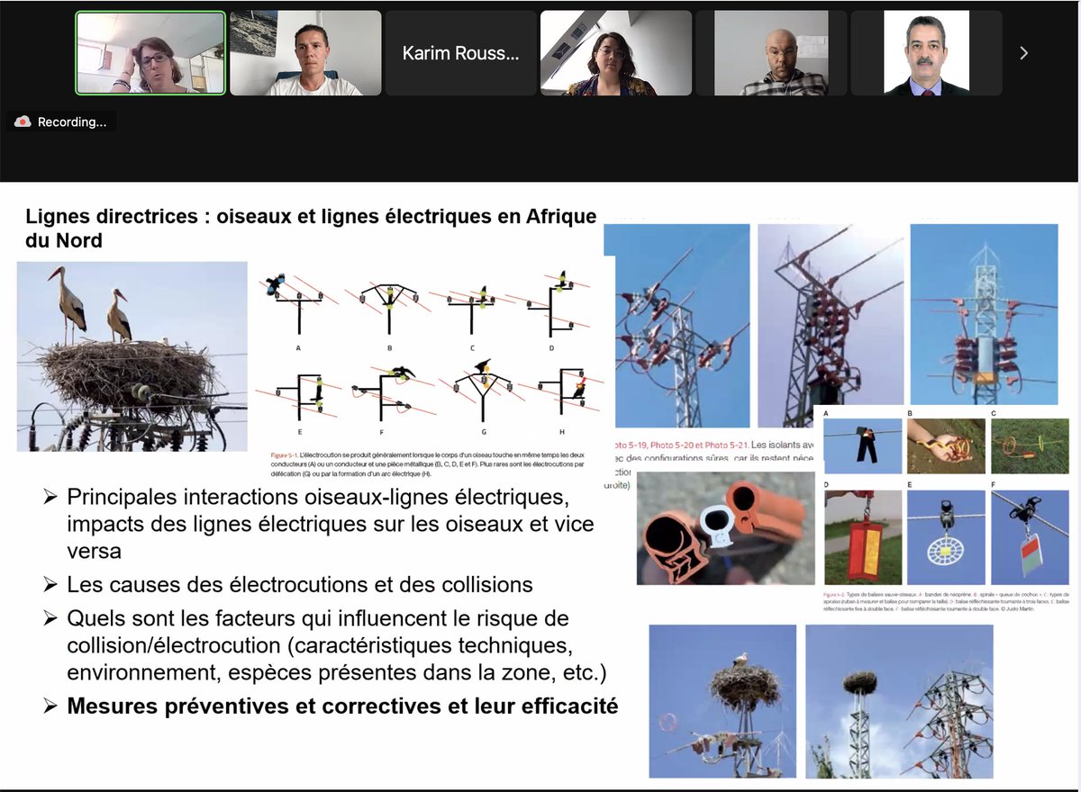 RenewablesGrid's tweet photo. 🇲🇦🇪🇺 RGI &amp; @GREPOMBirdlife avancent ensemble pour une meilleure collaboration au Maroc, afin de protéger les oiseaux le long du réseau électrique!
À l'ordre du jour?
🗺️ Carte à enjeux avifaunes
⚡️ Solutions anti-électrocution
🤝 Collaborations nationales!

https://t.co/9sWDVUyoQU https://t.co/xHq6wSJufD