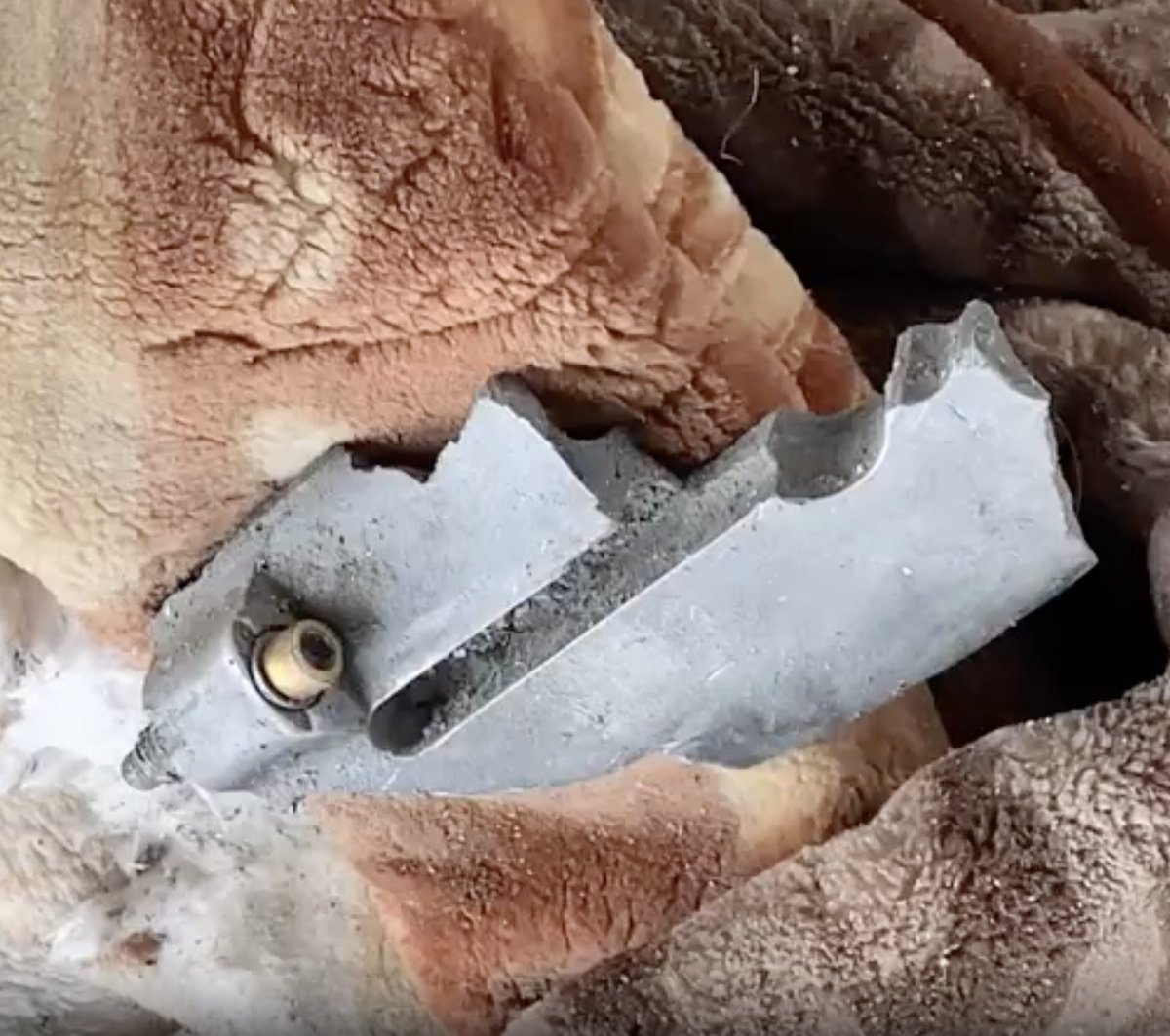 Allegra Goodwin tweet media