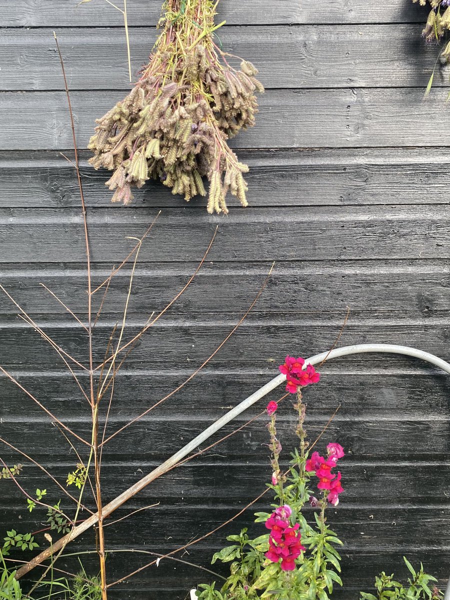 Allotment shed vibes. 
<a href="/ReservoirDigs/">ReservoirDigs</a> 

#snapdragons #dogwood  #greenmanure