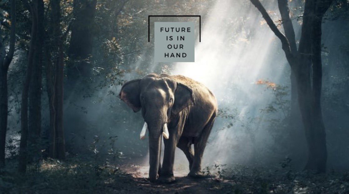 According to the <a href="/WWF/">WWF</a>, human influence is at the center of this wild animal emergency. 

The action taken by each of us will determine the fate of the world's wildlife. So let’s protect them and restore the ecosystem. angelforceofafrica.com