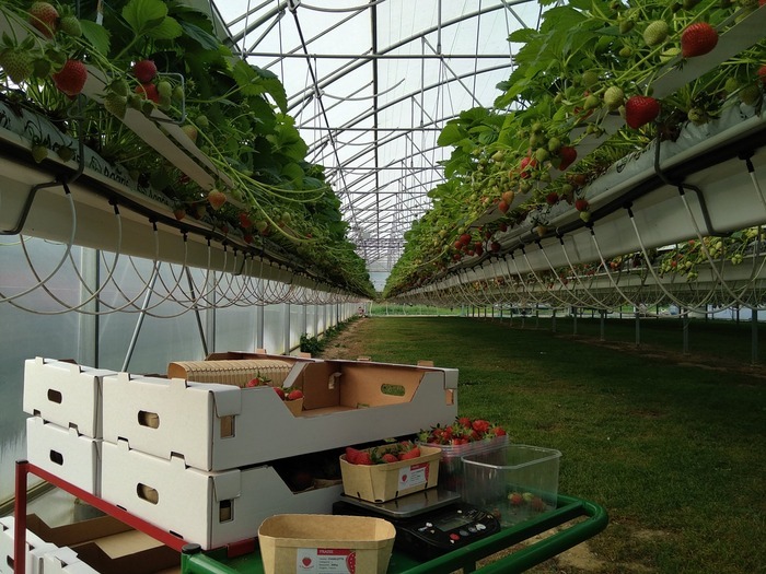 Journeesagriculture (@journeesagri) on Twitter photo En Île-de-France, le printemps se fêtera à la ferme 🍓.
17 producteurs du réseau <a href="/Bienvenueferme/">Bienvenue à la ferme France</a> vous invitent pour des visites, marchés fermiers, dégustations, animations et ateliers. Profitez-en ! En Île-de-France, le printemps se fêtera à la ferme 🍓.
17 producteurs du réseau <a href="/Bienvenueferme/">Bienvenue à la ferme France</a> vous invitent pour des visites, marchés fermiers, dégustations, animations et ateliers. Profitez-en !