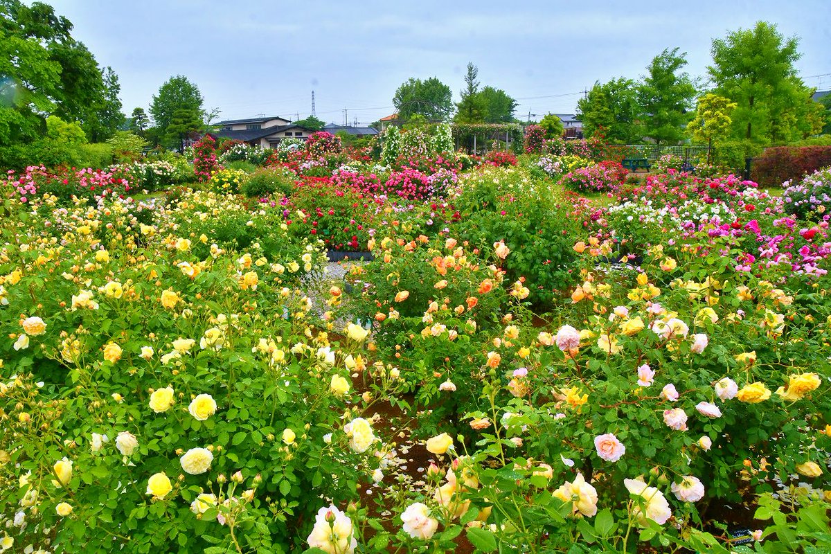 no0point's tweet photo. バラ🌹花久の里 🌹埼玉県鴻巣市

※５月中旬撮影

#薔薇 #バラ #バラ園  #花 #flower #風景写真 #空 #キリトリセカイ #Photography #ファインダー越しの私の世界 #写真の奏でる私の世界 #写真好きな人と繋がりたい #花のある暮らし #TLを花でいっぱいにしよう #花久の里 https://t.co/jAGWshNmFP