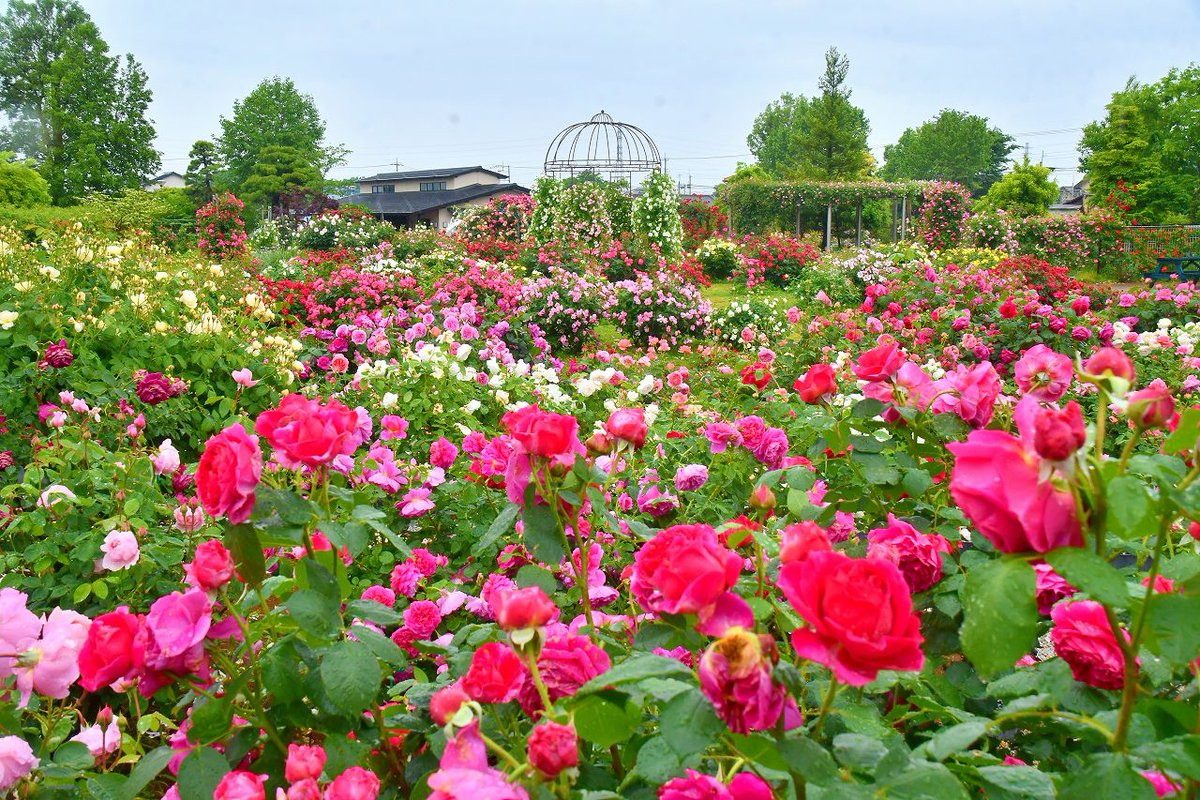 no0point's tweet photo. バラ🌹花久の里 🌹埼玉県鴻巣市

※５月中旬撮影

#薔薇 #バラ #バラ園  #花 #flower #風景写真 #空 #キリトリセカイ #Photography #ファインダー越しの私の世界 #写真の奏でる私の世界 #写真好きな人と繋がりたい #花のある暮らし #TLを花でいっぱいにしよう #花久の里 https://t.co/jAGWshNmFP