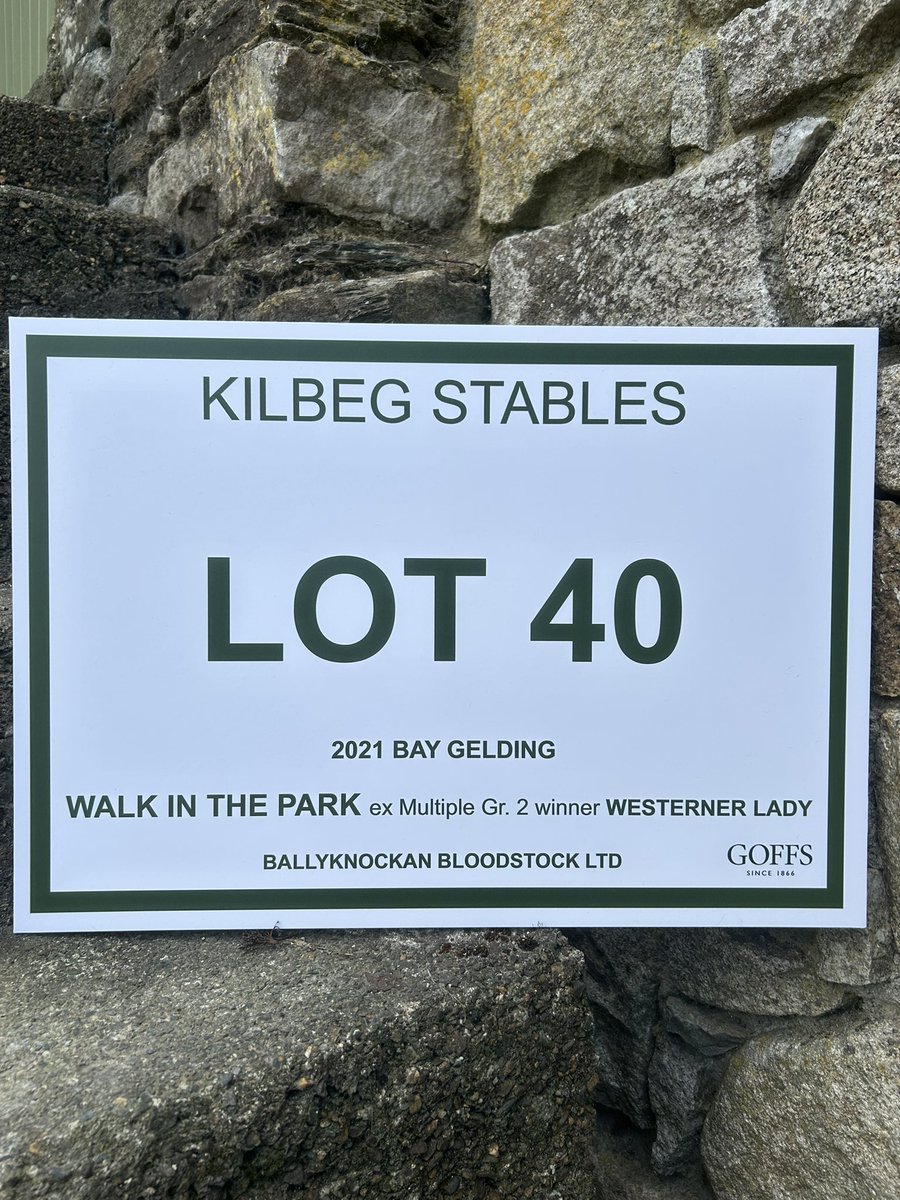 bridgebuachaill's tweet photo. First sale of the year next week, @Goffs1866 #arkle sale, first up from our 2024 draft is a @coolmorestud Walk in the park gelding ex fantastic race mare Westerner Lady. A big imposing 16.2hh horse by this year’s champion NH sire #ballyknockanbloodstock #kilbegstables #winners https://t.co/OwNi6JkI1g