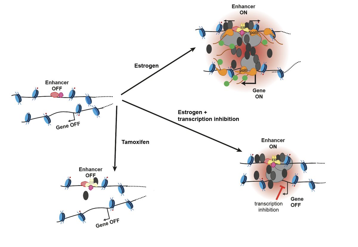 Wendy Bickmore (@wendy_bickmore) on Twitter photo Just published in <a href="/PLOSGenetics/">PLOS Genetics</a>. <a href="/LucianaGA84/">Luciana Gómez AcuƱa</a> @EliasFriman <a href="/Phlya/">Ilya Flyamer šš</a> show surprising differences in what 3C- and imaging-based methods tell us about enhancer-promoter communication. <a href="/mrc_hgu/">MRC_HGU</a> <a href="/EdinUni_IGC/">Institute of Genetics and Cancer</a>
journals.plos.org/plosgenetics/aā¦
ed.ac.uk/institute-gene⦠Just published in <a href="/PLOSGenetics/">PLOS Genetics</a>. <a href="/LucianaGA84/">Luciana Gómez AcuƱa</a> @EliasFriman <a href="/Phlya/">Ilya Flyamer šš</a> show surprising differences in what 3C- and imaging-based methods tell us about enhancer-promoter communication. <a href="/mrc_hgu/">MRC_HGU</a> <a href="/EdinUni_IGC/">Institute of Genetics and Cancer</a>
journals.plos.org/plosgenetics/aā¦
ed.ac.uk/institute-geneā¦
