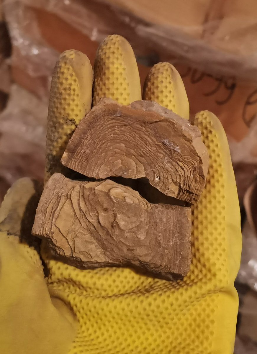DarjaDankina's tweet photo. Guess what kind of fossil it is ? π€ #museum #collection #AcademicTwitter #academia #fossils #FossilFriday #project #Lithuania #vilnius #archyve #paleontology #palaeontology https://t.co/2bbaSlsKfd