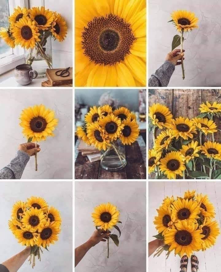 sunflowerchives's tweet photo. 🌻 https://t.co/v308YGJTA1