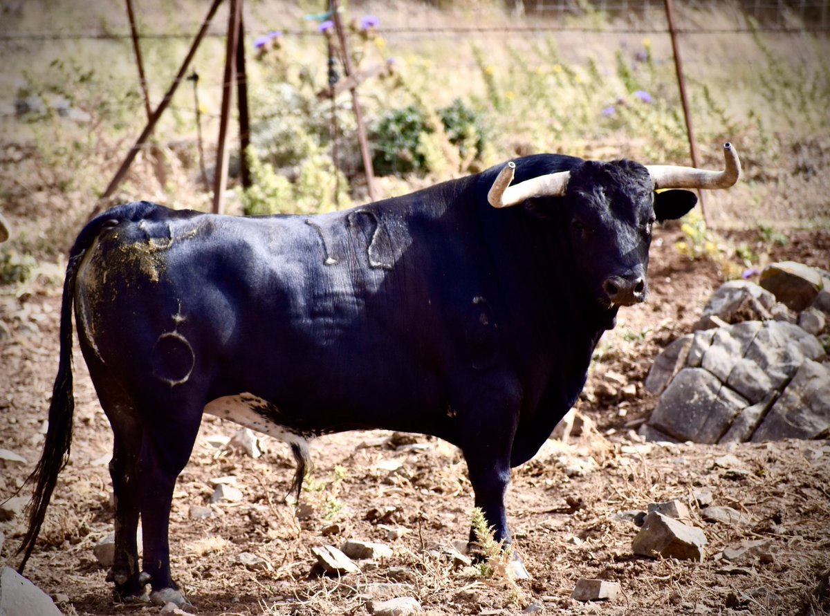 palmosilla's tweet photo. Hoy seis  de junio, sexto peldaño de la escalera de San Fermín, os presentamos al toro número 12 Capitán, hijo del semental 164 Cacareo, hermano de madre del semental 103 Capitán indultado en el año 2012 en la plaza de toros de la Línea de la Concepcion, Cádiz.
🔻🔻🔻🔻🔻🔻🔻🔻🔻🔻🔻🔻#feriadeltoro #sanfermin #pamplona #lapalmosilla #tarifa