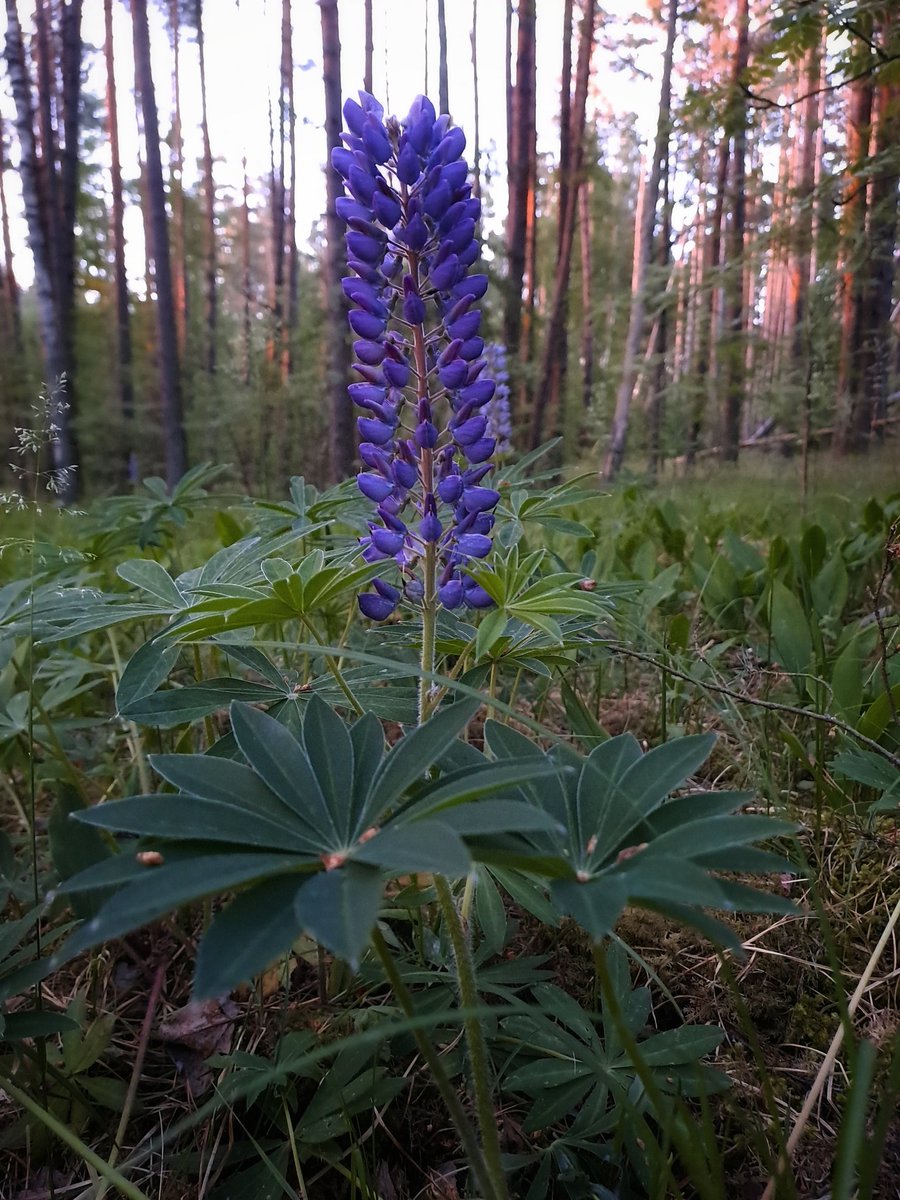 Vasaras fotomoments mežā.