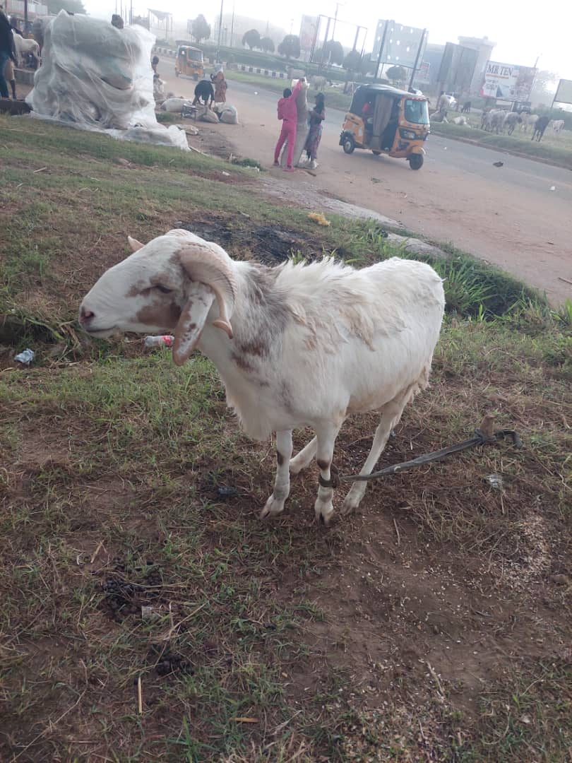 lifeof_obalola's tweet image. N170k
Location: Ilorin 
Delivery Nationwide.
#eidcollection