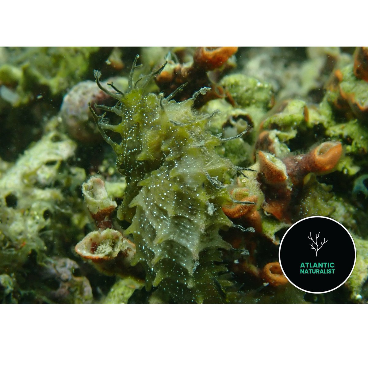 Fundo Regional da Ciência e Tecnologia (FRCT) tweet media