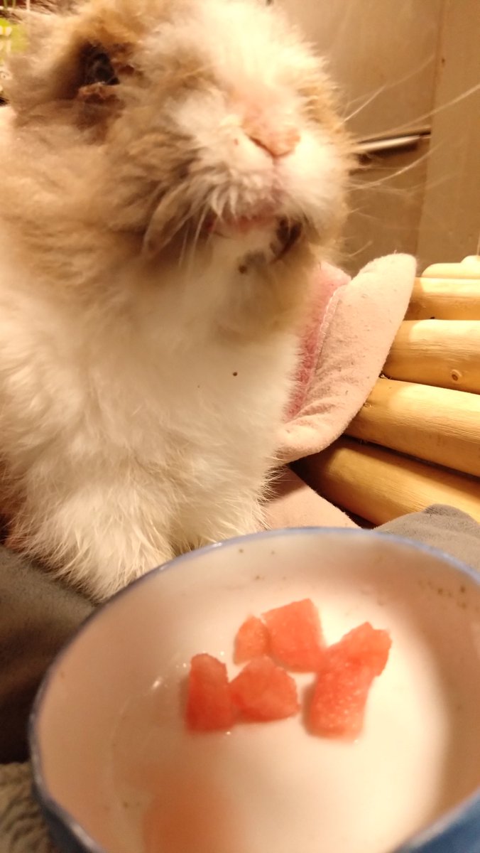 musaskss's tweet photo. まるちゃん、今年初🍉を味わう6月 https://t.co/40w93ikAJ7