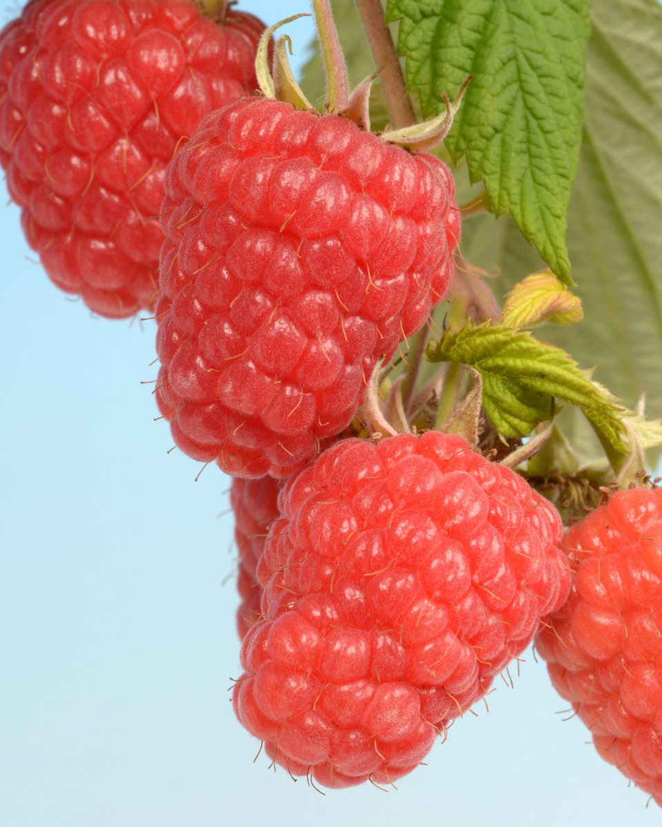 Known for its large, bright, pale berries with a creamy, custard texture and vanilla notes, it offers the perfect balance of sweetness and acidity... Glen Dee

Learn more about Glen Dee and access our detailed brochures on our website- globalplantgenetics.com/crops