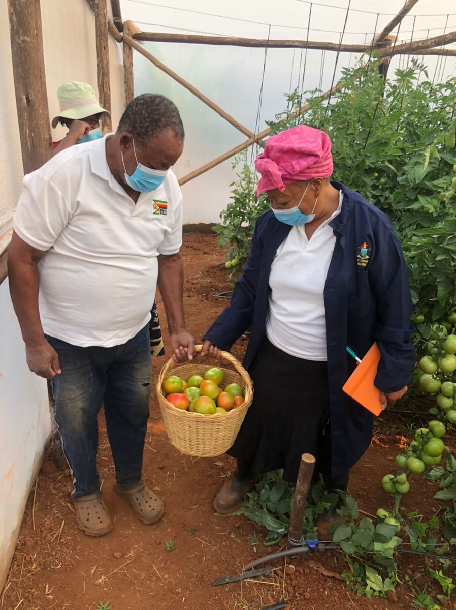 agrirocket_eng's tweet photo. Our custom-engineered growing system has enabled our #client to have their #first tomato pick on a #320sqm greenhouse. Moments like these are why we're passionate about designing smart agricultural structures that empower our customers to grow their best!

#happyclientdiaries https://t.co/1MdZpVGQeE