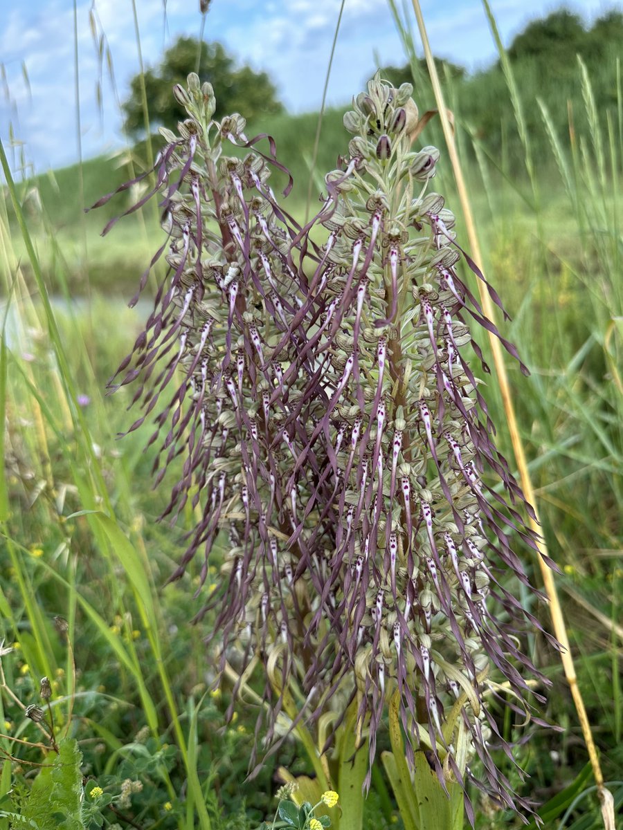 Cleckbirder's tweet photo. “Grey” Little Egret, a family of Coypu, a Lizard Orchid and some very noisy Tree Frogs were all firsts for me. 
Some of the wildlife highlights from an amazing week near Marennes, France. https://t.co/tlof5cjnR6
