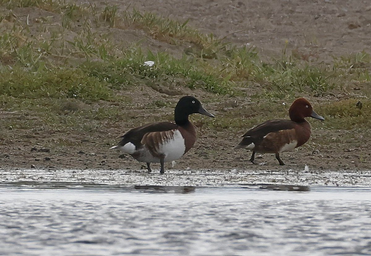 We have seen Critically Endangered Baer's Pochard during our Birding Mongolia tours two years in a row.