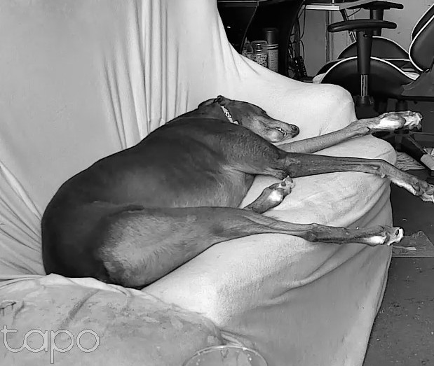 freaksquid5's tweet image. This is what Gregory gets up to wile I&apos;m at work