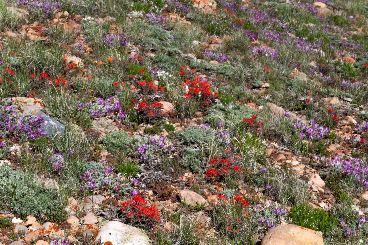 University of Utah Urology (@utahurology) on Twitter photo It is like a Utah superbloom this early summer. From Lookout mountain - an 8 mile hike about 20 minutes from the hospital 😍-> snow day = big case cancelled -> go hiking <a href="/UofUHealth/">University of Utah Health</a> <a href="/UofUSurgery/">UofUSurgery</a> It is like a Utah superbloom this early summer. From Lookout mountain - an 8 mile hike about 20 minutes from the hospital 😍-> snow day = big case cancelled -> go hiking <a href="/UofUHealth/">University of Utah Health</a> <a href="/UofUSurgery/">UofUSurgery</a>