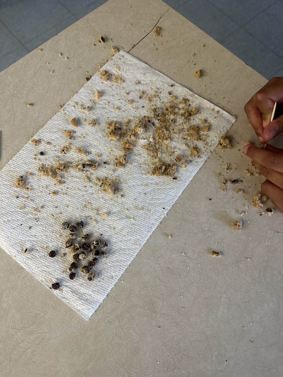 Ss got to be miners today during our rocks &amp; minerals unit!🪨💎 Ss used a chocolate chip cookie as their rock and had to mine out the chocolate chip minerals using a toothpick. They had to be very careful not to break the mineral in the process! They had a blast!😊
