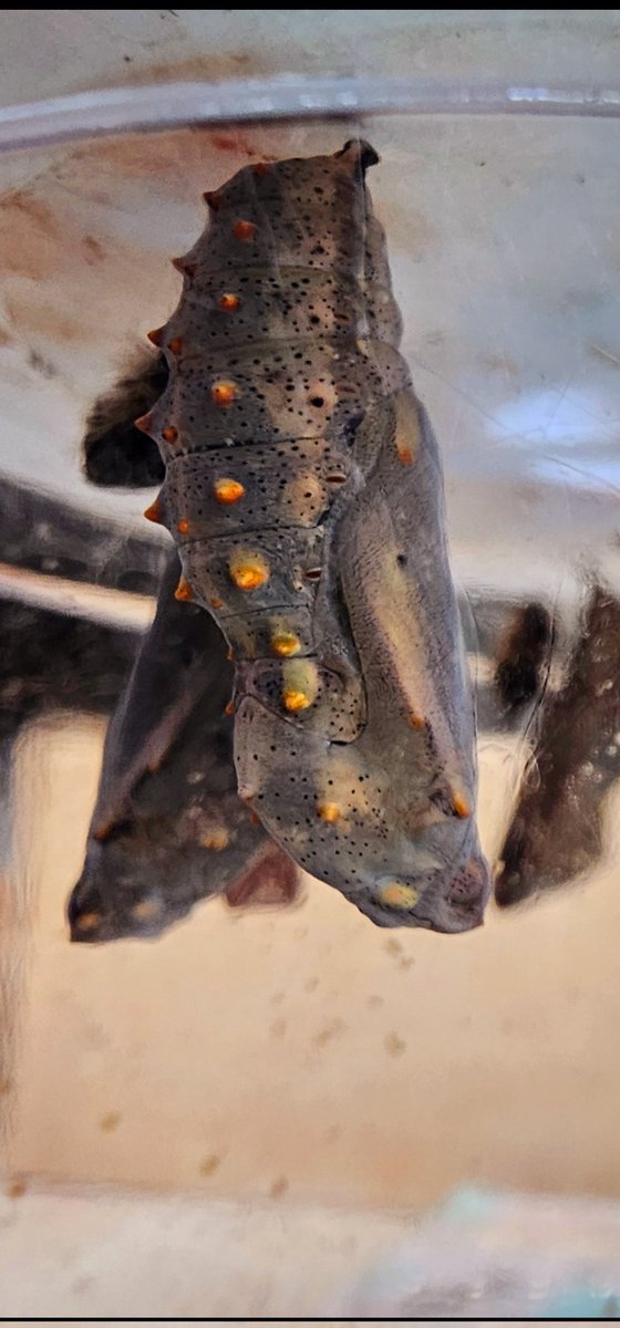 Charlie Phillips tweet media