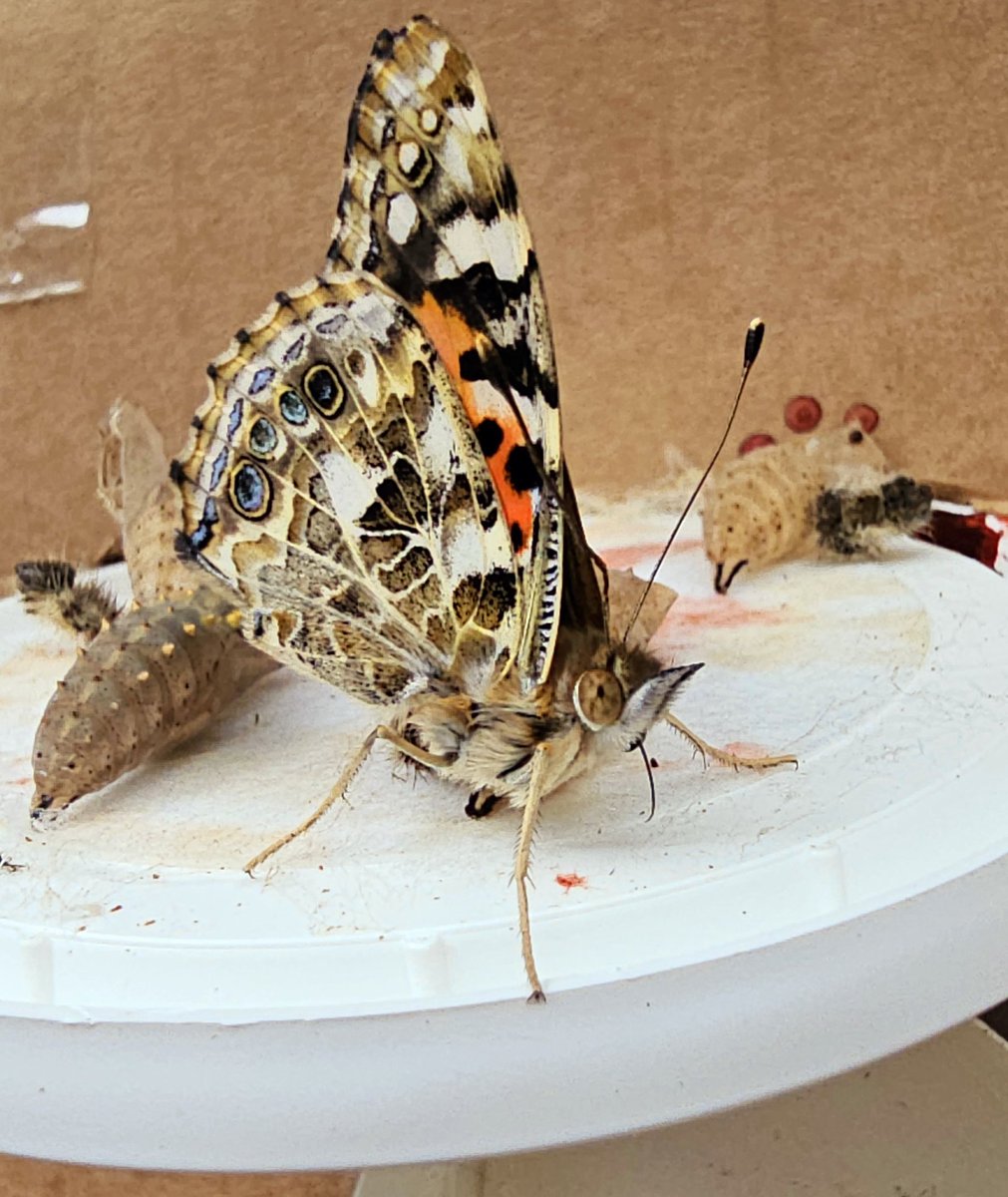 Charlie Phillips tweet media