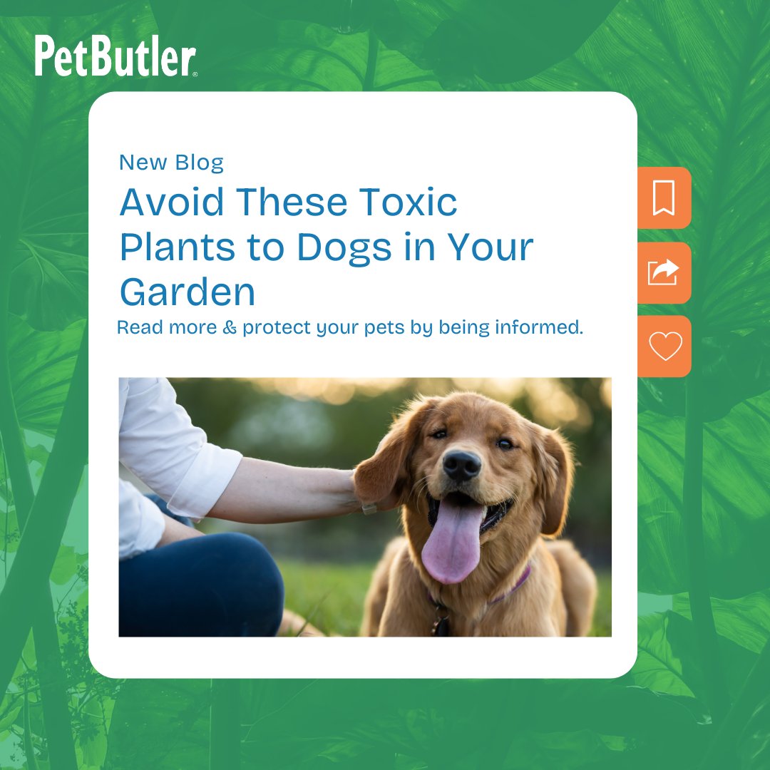 PetButler's tweet image. Check out our article 'Avoid These Toxic Plants to Dogs in Your Garden' to learn which greens to keep out of your furry friend's reach. Protect your pets by being informed—knowledge is the key to safety! Read more: bit.ly/3V39JqL 
#PetSafety #PetButler