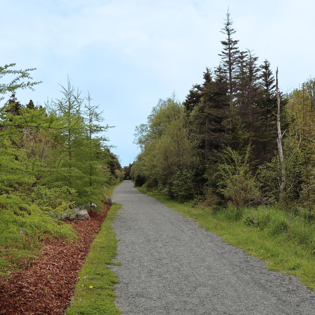 ManuelsRiver's tweet photo. The clouds have parted and the sun has started.
What is your favourite way to enjoy our trails? 🚲

#ExploreCBS #ExploreNL #HikeNL #trails https://t.co/PEgxOLlheX