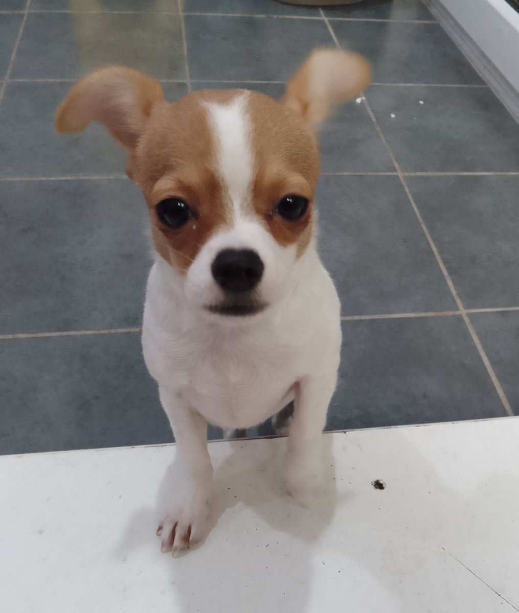 AdoptionsUk's tweet photo. Tearjerker, urgent, please retweet to help find the owner or a rescue space for this stray dog, PUPPY found/abandoned #STOTFOLD #BEDFORDSHIRE #UK π
Female CHIHUAHUA, PUPPY aged 3-6 months, found 5 June. Now in a council pound for 7 days, please share widely as she could be missing or stolen from another region.
Proof of ownership required.
This council will not allow the public to adoptβ
DETAILSπ
https://t.co/gvko0pjw8t
SDK COUNCIL POUND.
In the UK, a dog can be 'euthanised' after just 7 days if there are no local shelter spaces available.
A stray, unclaimed dog becomes the property of the council after 7 days.
Some council pounds seem to try harder to re home stray dogs than others.
Rescue shelters across the UK are full.
PLEASE SHARE WIDELY, SO SOMEONE THAT CAN HELP SEES THISβ
.
#London @AllDogsMatter @GMBn @thismorningnn @domdyer70 @PeterEgan6 @APDAWG1 #dogs #dog #pets #animals @EamonnHolmes #EamonnHolmes @ConservativeAWF @Conservatives @UKLabour @RishiSunak @Keir_Starmer @AlisonHammond @willyoung @rickygervais @BBCLondonNews @BBCNews @rosiedoc666 @rosieDoc2 @MissingPetsGB @DogLostUK #England #Wales #Scotland #NorthernIreland @MissingPetsGB
Dogs with no collars or chips, puppies, elderly, emaciated, pregnant dogs, are being dumped across the UK. Please ask your family and friends not to breed from their dogs or buy puppies, but to adopt a pet from a registered British Charity, if they can βοΈβοΈβοΈ
