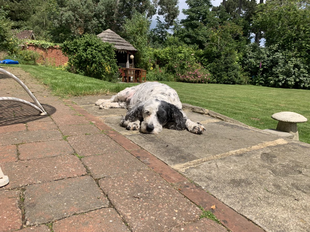 norman smith tweet media