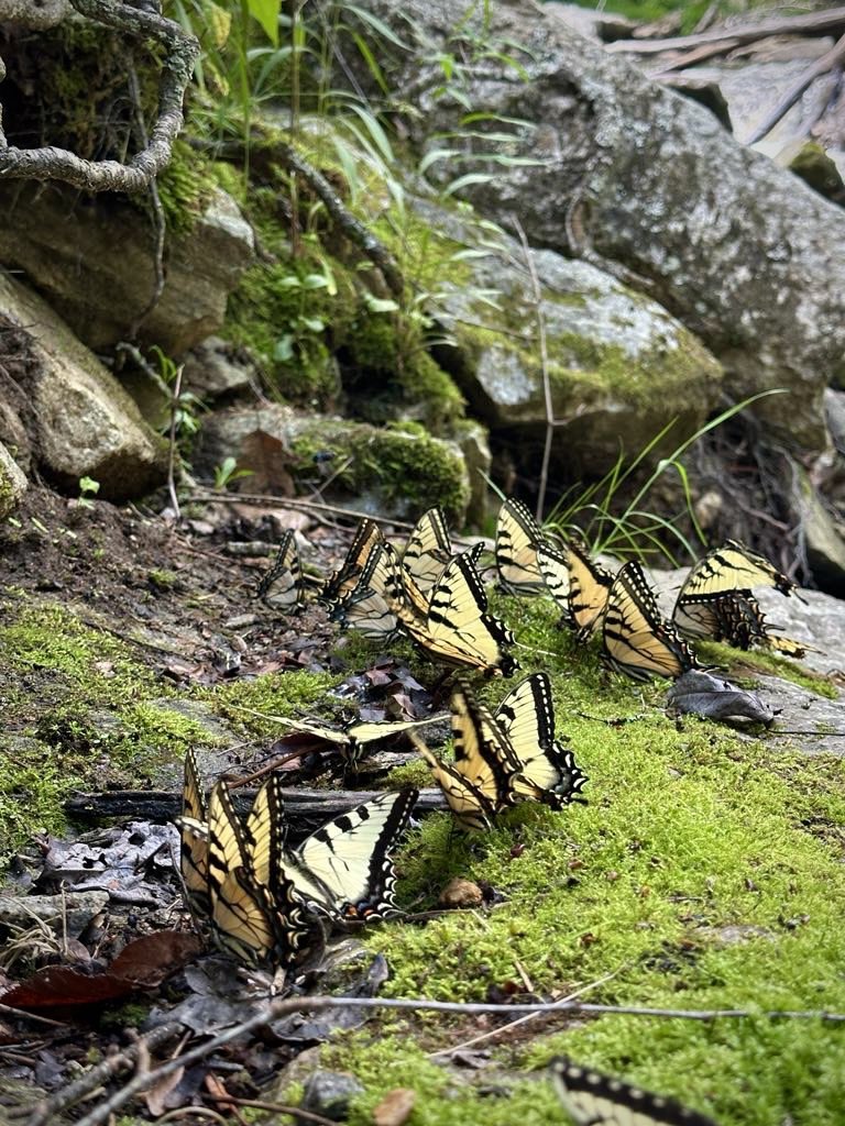 LilCaliGurl's tweet photo. Ran across a group of #TigerSwallowtail #flutterby s showy, bright yellow #butterfly with black-striped wings.
.
.
.
#caligurl #flamingler #rollingrenegade #FindYourAWAY #nature_perfection #naturephotography #naturelover #naturephotos #nature https://t.co/jRoXwKAfDr