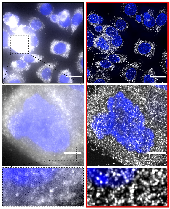 Nature Methods (@naturemethods) on Twitter photo Out today from the Bienko lab! <a href="/MagdaBienko/">Magda Bienko</a> Deconwolf is an efficient and user-friendly tool for fluorescence microscopy image deconvolution that improves the analysis of diverse fluorescence in situ hybridization methods and can handle large datasets. nature.com/articles/s4159… Out today from the Bienko lab! <a href="/MagdaBienko/">Magda Bienko</a> Deconwolf is an efficient and user-friendly tool for fluorescence microscopy image deconvolution that improves the analysis of diverse fluorescence in situ hybridization methods and can handle large datasets. nature.com/articles/s4159…