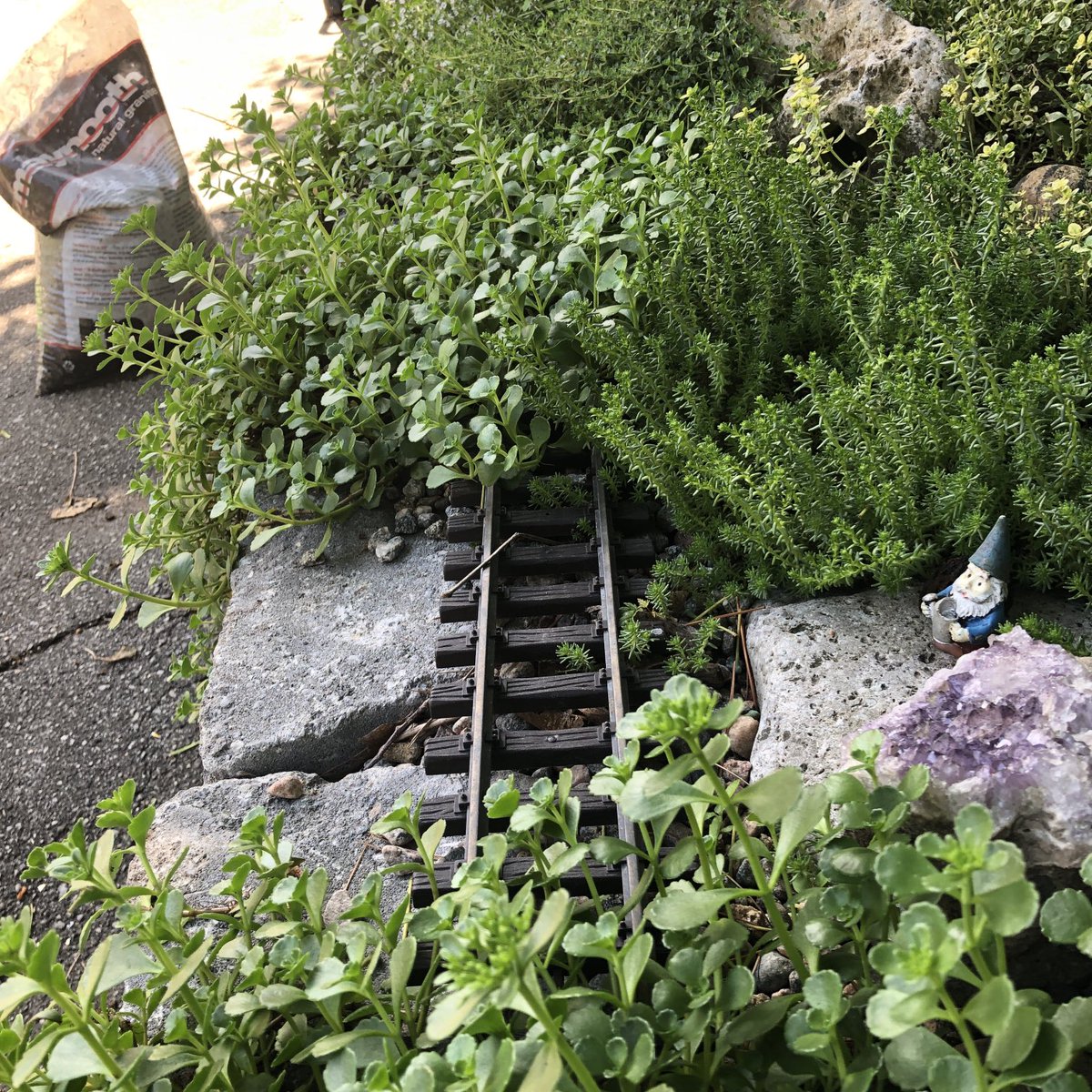 RobertTheBarry's tweet photo. If I’m going to get the railway that runs around the fairy garden working this year I’m going to have to get brutal with the thyme and sedum. https://t.co/StDUCgM4HK