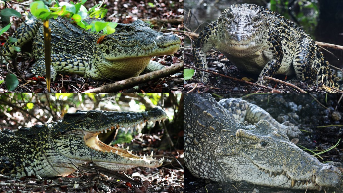 link.springer.com/article/10.118…