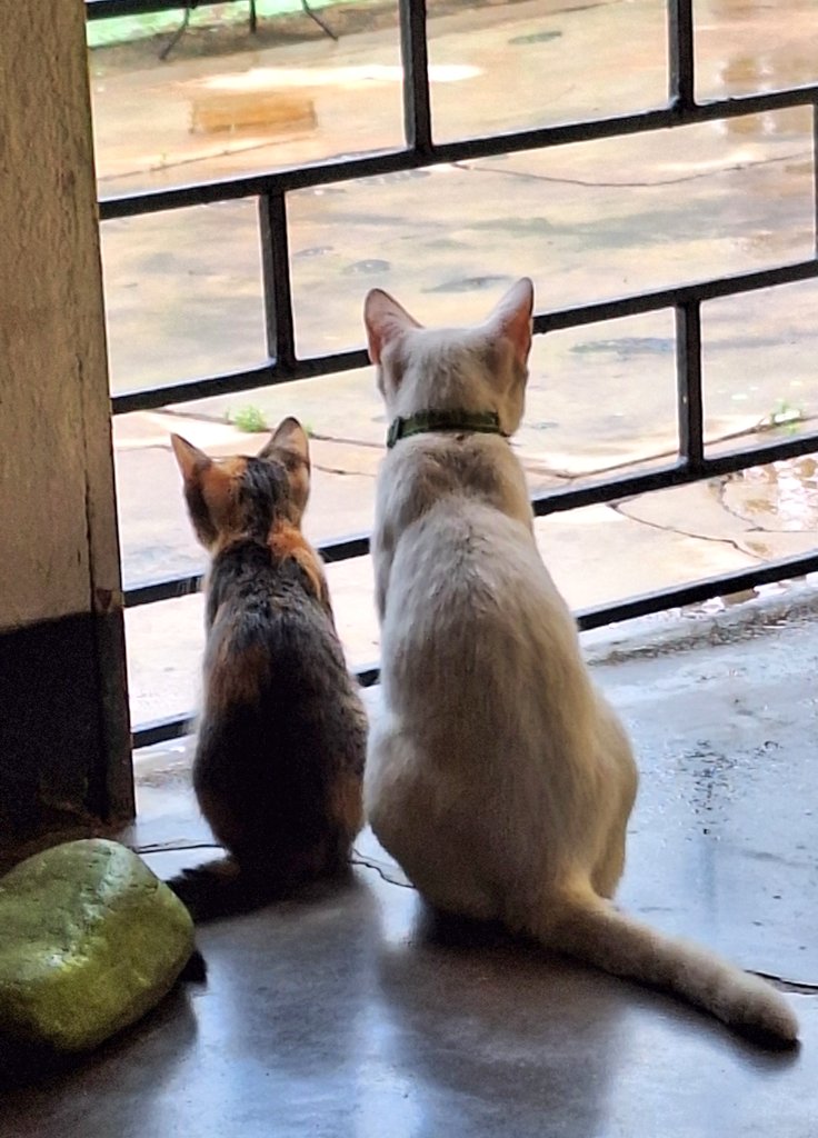 Cuando me preguntan si mis gatos son chismosos...🤔😂🤣🐱