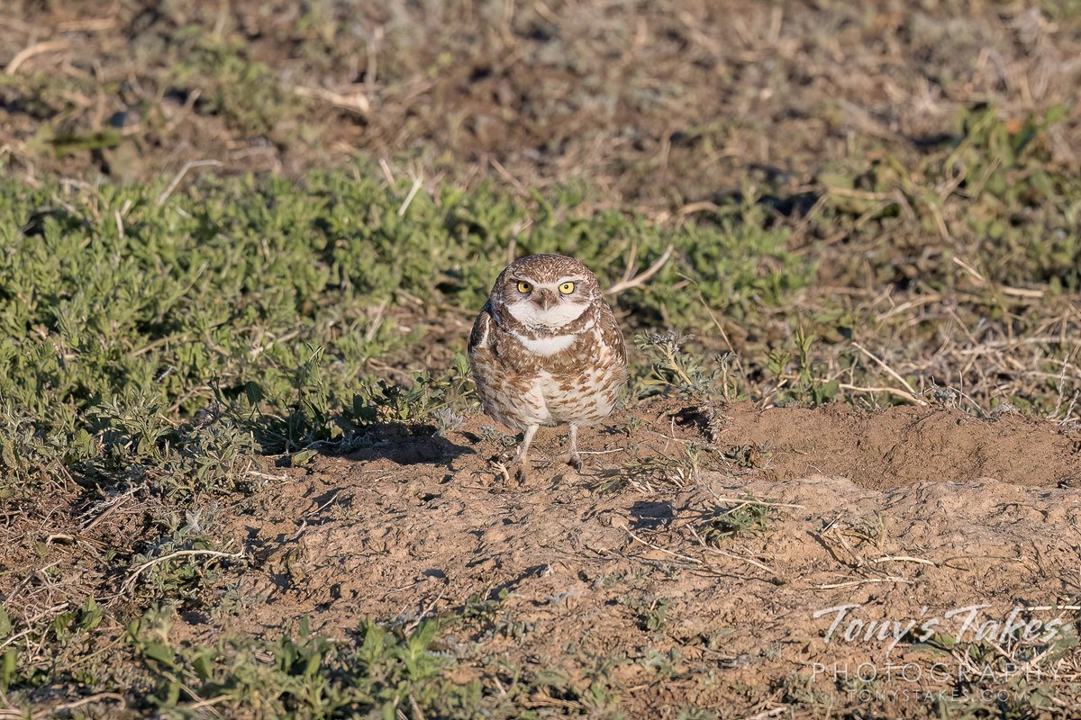 TonysTakes's tweet photo. “Back off, bub!” He might be tiny but he has bigtime attitude! :-D Having flown to within 20 feet of me, this burrowing owl seemed a bit perturbed by my presence, giving me a fun look as he checked me out.

#owl #burrowingowl #attitude #birding #wildlife #wildlifephotography https://t.co/qe3m4P12HI