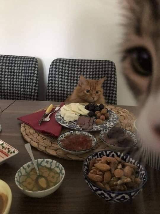 twaniimals's tweet photo. date https://t.co/nGah26MTuN